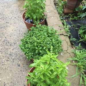 The Basil and Peppermint, Basil isn't as full as I would like.